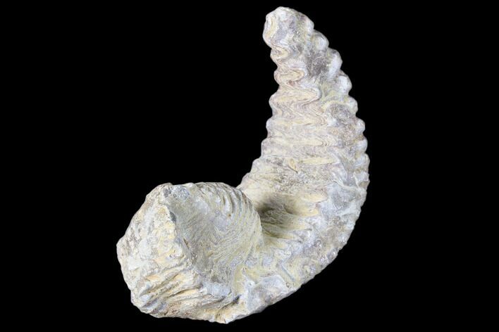 Cretaceous Fossil Oyster (Rastellum) - Madagascar #88475